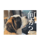Louis＆Leon（個別スタンプ：7）