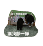 DiDi  family 1（個別スタンプ：7）