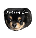 うちのワン子1（個別スタンプ：6）