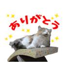 ぎんちゃんスタンプ☆（個別スタンプ：6）