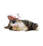 yukinkkko（個別スタンプ：3）