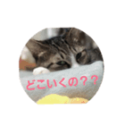 yukinkkko（個別スタンプ：5）