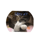 yukinkkko（個別スタンプ：7）