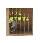 柴犬かりんのスタンプ（個別スタンプ：9）