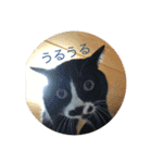 靴下ねこのチロル（個別スタンプ：20）