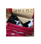 靴下ねこのチロル（個別スタンプ：25）