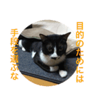 靴下ねこのチロル（個別スタンプ：39）