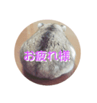 日常会話～ハムスター（個別スタンプ：1）