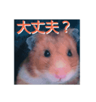 日常会話～ハムスター（個別スタンプ：2）