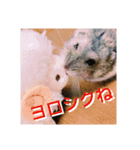 日常会話～ハムスター（個別スタンプ：3）