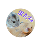 日常会話～ハムスター（個別スタンプ：6）