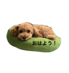ととちゃんの生活（個別スタンプ：3）