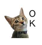 こねこのぺろすけ（個別スタンプ：1）