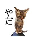 こねこのぺろすけ（個別スタンプ：2）
