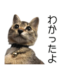 こねこのぺろすけ（個別スタンプ：3）