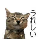 こねこのぺろすけ（個別スタンプ：4）