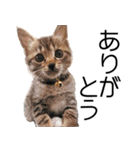 こねこのぺろすけ（個別スタンプ：5）