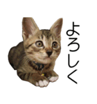 こねこのぺろすけ（個別スタンプ：6）