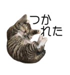 こねこのぺろすけ（個別スタンプ：7）