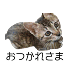 こねこのぺろすけ（個別スタンプ：8）