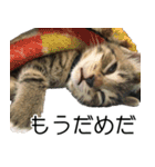 こねこのぺろすけ（個別スタンプ：9）