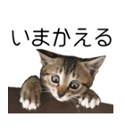 こねこのぺろすけ（個別スタンプ：10）