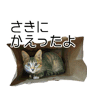 こねこのぺろすけ（個別スタンプ：11）