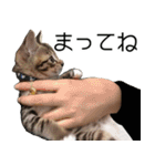 こねこのぺろすけ（個別スタンプ：12）