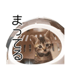 こねこのぺろすけ（個別スタンプ：13）