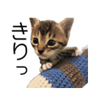 こねこのぺろすけ（個別スタンプ：14）