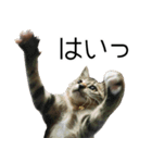 こねこのぺろすけ（個別スタンプ：15）