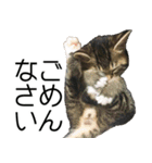 こねこのぺろすけ（個別スタンプ：16）