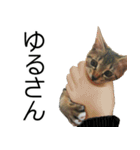 こねこのぺろすけ（個別スタンプ：17）