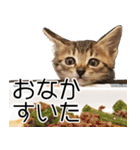 こねこのぺろすけ（個別スタンプ：19）