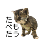 こねこのぺろすけ（個別スタンプ：20）