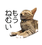 こねこのぺろすけ（個別スタンプ：21）
