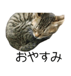 こねこのぺろすけ（個別スタンプ：23）