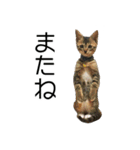こねこのぺろすけ（個別スタンプ：24）