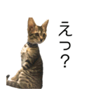 こねこのぺろすけ（個別スタンプ：25）