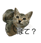 こねこのぺろすけ（個別スタンプ：26）