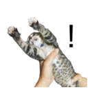 こねこのぺろすけ（個別スタンプ：27）