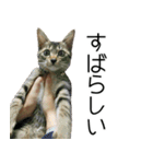こねこのぺろすけ（個別スタンプ：28）