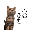 こねこのぺろすけ（個別スタンプ：29）