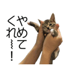こねこのぺろすけ（個別スタンプ：30）