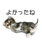 こねこのぺろすけ（個別スタンプ：31）