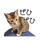 こねこのぺろすけ（個別スタンプ：32）