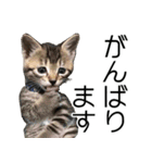 こねこのぺろすけ（個別スタンプ：33）
