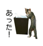 こねこのぺろすけ（個別スタンプ：34）