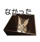 こねこのぺろすけ（個別スタンプ：35）