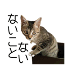 こねこのぺろすけ（個別スタンプ：36）